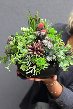 Anna Maria Black Big, kompozycja sukulenty w okrągłej donicy, wys.27cm