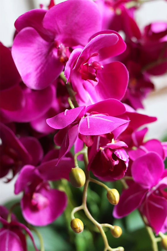 Manfredo Noir, fuksjowy storczyk w czarnej donicy, wys.58cm