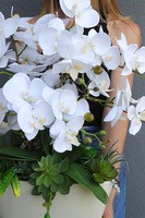 Bielise, sztuczny storczyk w wąskiej donicy