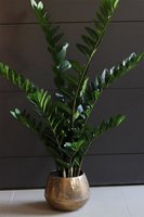 Zamiokulkas Simple Gold, kwiat doniczkowy w osłonce