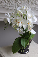 Black Ledireta, storczyk w ceramicznym pucharze