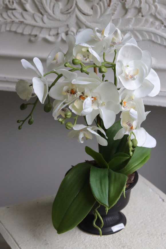 Black Ledireta, storczyk w ceramicznym pucharze