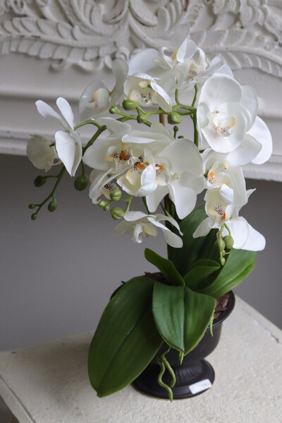 Black Ledireta, storczyk w ceramicznym pucharze