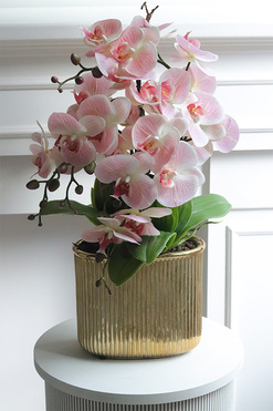 Pink Hillton, gumowy storczyk w złotej donicy, wys.60cm