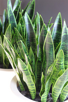 Sansewieria Della, roślina sztuczna w donicy