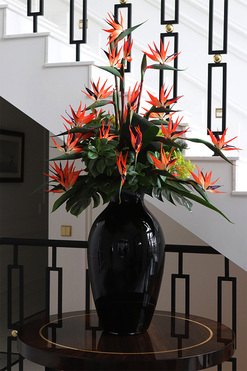 Strelicja Królewska, ogromny bukiet w wazonie wym.100x80cm