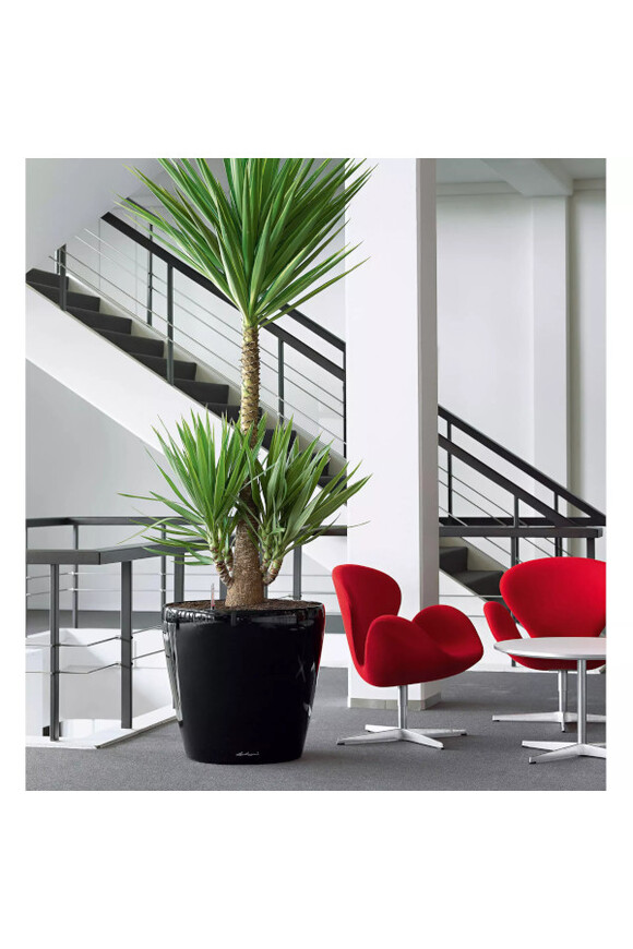 Classico, elegancka donica z nawadnianiem