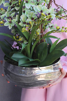 Mint Deluxe, gumowy storczyk w ozdobnej misie