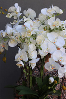 Hefrata Big, sztuczny storczyk w białej donicy