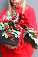 Czerwień Zimowa, świąteczna kompozycja nagrobna w misie