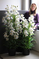 Cymbydium Ambasador, duży sztuczny storczyk XXL w doniczce