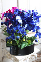 Manfredo Noir, chabrowy storczyk w czarnej donicy, wys.58cm 