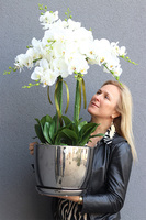 Vaselite Silver Lucky, gumowy storczyk w lustrzanej donicy