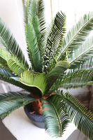 Cykas, sztuczna roślina w osłonce z tworzywa sztucznego, wys.100cm 