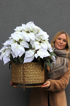 Gwiazda Betlejemska Palace, sztuczna roślina w donicy, wys.75cm