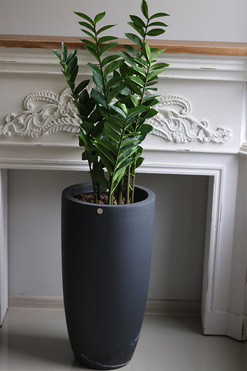 Zamiokulkas Concrete, sztuczne drzewko w betonowej donicy, wys.125cm