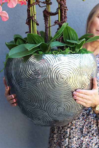 Coralla, różowy storczyk w metalowej osłonce