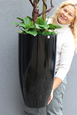  Black Fiberglass Grande Dorea 2, duży storczyk w czarnej donicy, wys.136cm 