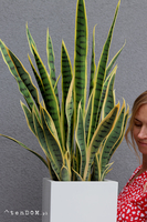 Sansewieria Fiberglass, roślina sztuczna w donicy