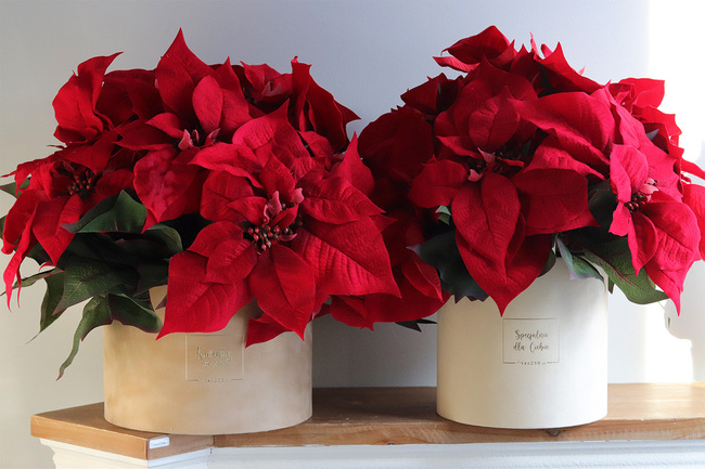 Gwiazda Betlejemska Beige, flowerbox zimowy, beżowy welur,