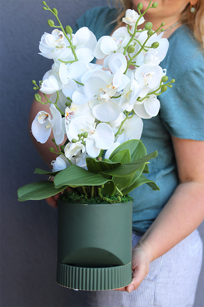 Beira Green, elegancki storczyk w zielonej donicy