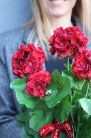 Pelargonia Manferdo, pelargonie w naczyniu