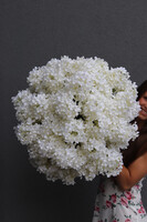 bogaty kosz z hortensjami, Giganti White Provance