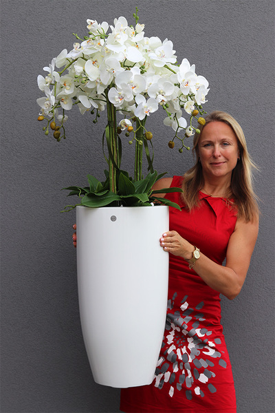 duży storczyk White Fiberglass Grande Clear w białej donicy