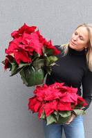 Gwiazda Betlejemska Green Pot 2, wysokiej jakości sztuczna roślina