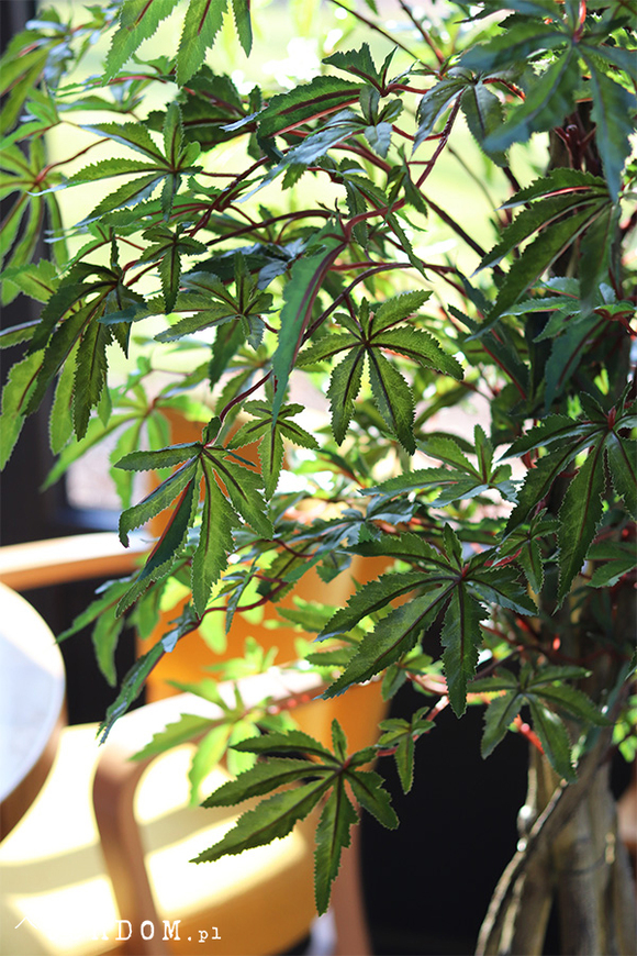 Klon Japoński, sztuczna roślina w doniczce