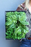 Black Frame Suculentina, czarna jednostronna rama sukulenty