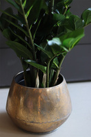 Zamiokulkas Simple Gold, kwiat doniczkowy w osłonce