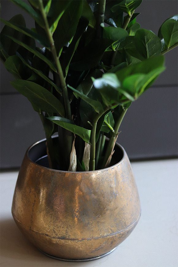 Zamiokulkas Simple Gold, kwiat doniczkowy w osłonce