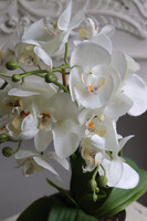 Black Ledireta, storczyk w ceramicznym pucharze