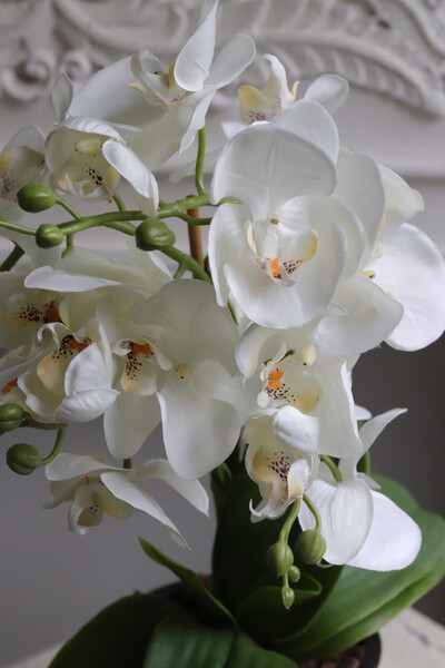 Black Ledireta, storczyk w ceramicznym pucharze