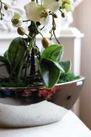 Laos Pistacjana, sztuczny storczyk