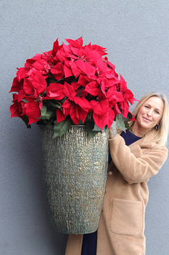 Gwiazda Betlejemska Grandiosa, wysokiej jakości sztuczna roślina, wys.110cm 