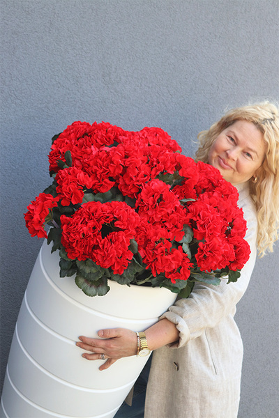 Pelargonie Deep Red, donica z pelargoniami