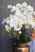 Champagne Exclusive Villa, storczyk w pucharze