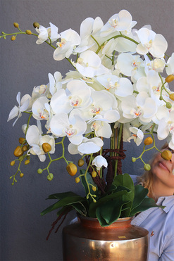 Champagne Exclusive Villa, storczyk w pucharze, wys.101cm 