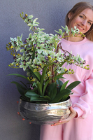 Mint Deluxe, gumowy storczyk w ozdobnej misie