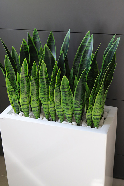 Sansewieria Fiberglass Marco 3, roślina sztuczna w donicy