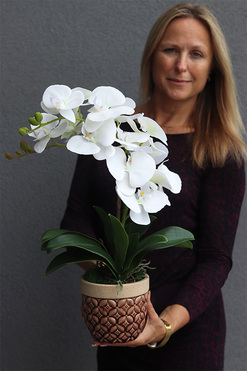 Bedytana 2, gumowy storczyk w brązowej donicy, wys.48cm