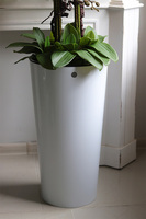 Cherry Mediolan, podłogowy gumowy storczyk w białej donicy