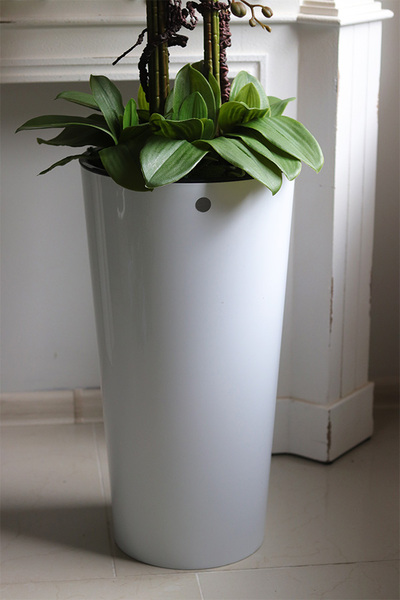 Cherry Mediolan, podłogowy gumowy storczyk w białej donicy