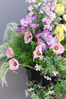 Spring Saute, hortensje we wkładzie do twojej donicy