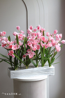 Pink Cymbydium Saute, storczyk w stretchu do obsadzenia