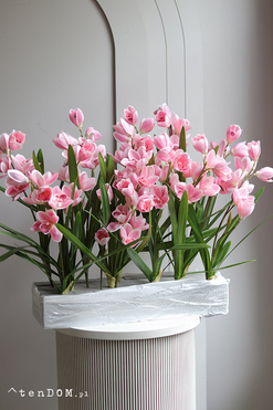 Pink Cymbydium Saute, storczyk w stretchu do obsadzenia, wys.57cm