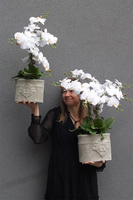 Belledia, storczyk w betonowej donicy