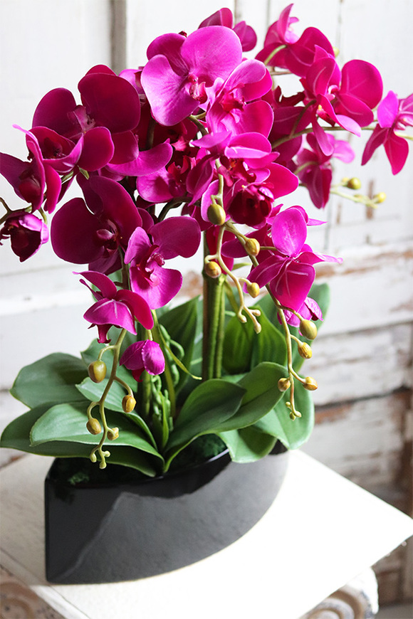 Manfredo Noir, fuksjowy storczyk w czarnej donicy, wys.58cm